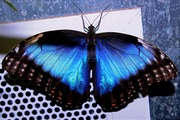 Продажа Живых тропических бабочек из Южной Америки  более 30 Видов