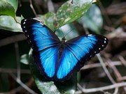 Продажа Живых тропических бабочек из Африки   более 30 Видов